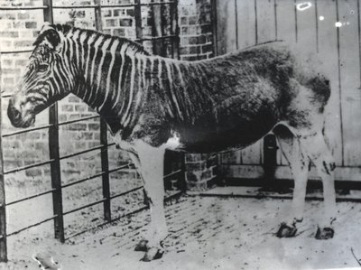 Quagga im ZSL London Zoo, wahrscheinlich Sommer 1870 von Frederick York